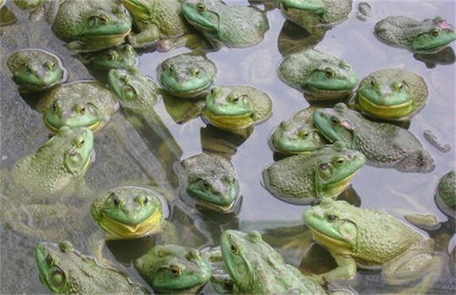 夏季牛蛙管理措施