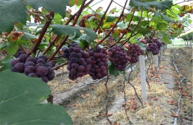 大棚葡萄种植 葡萄种植 葡萄