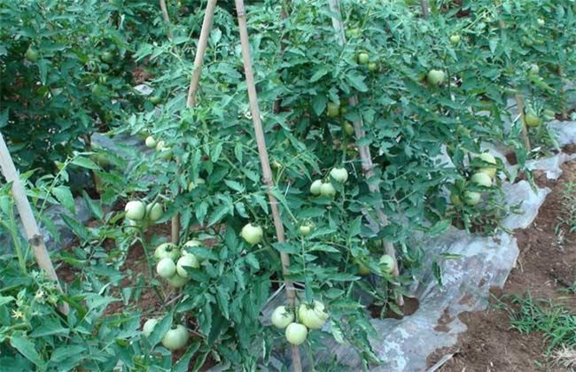 西红柿栽培技术