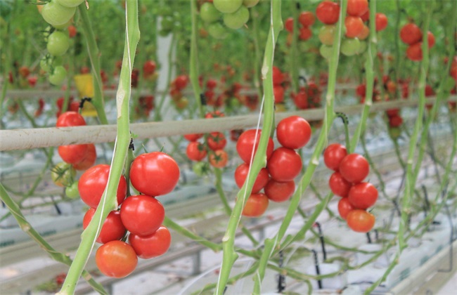 西红柿栽培技术 西红柿栽培