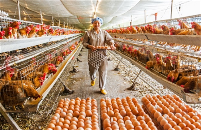 养鸡场饲料浪费原因及应对措施