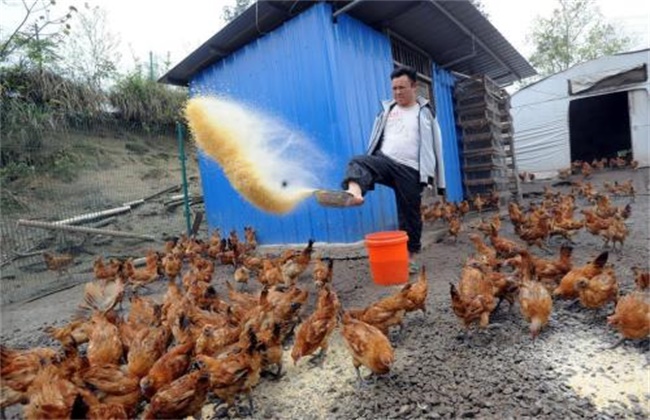 养鸡场饲料浪费原因及应对措施