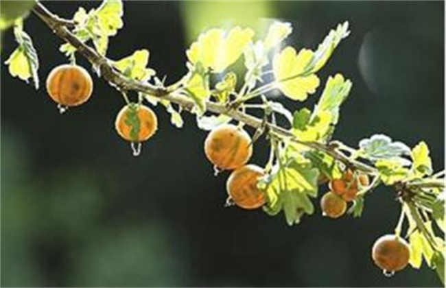 鹅莓的种植技术