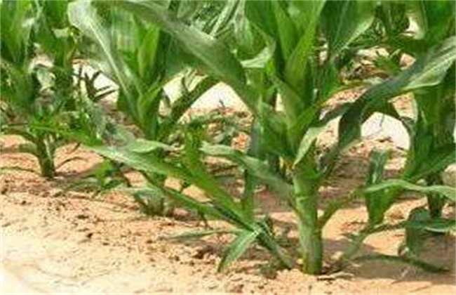 玉米分蘖原因及防治方法