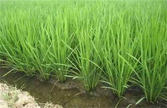 水稻分蘖过多解决措施