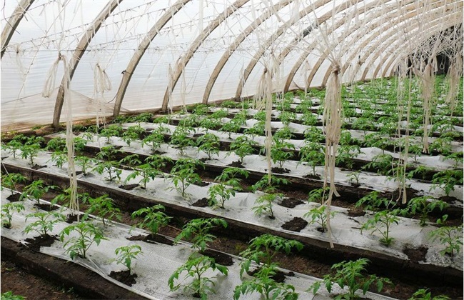 大棚番茄施肥方法