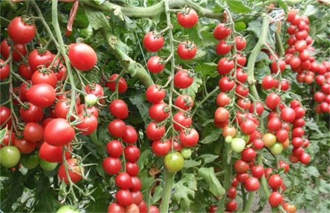 大棚黃瓜、番茄應該如何施肥