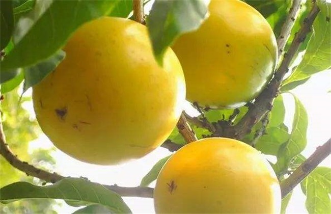 黄晶果 种植技术 黄晶果种植