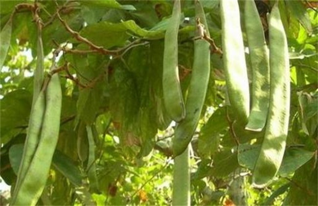 刀豆的高产种植技术