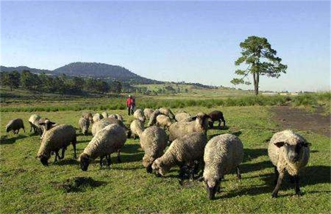 夏季肉羊放牧 肉羊 注意事项