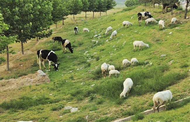夏季肉羊放牧 肉羊 注意事项