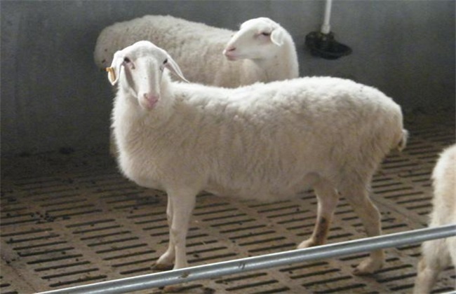 如何挑选种羊 种羊挑选 种羊