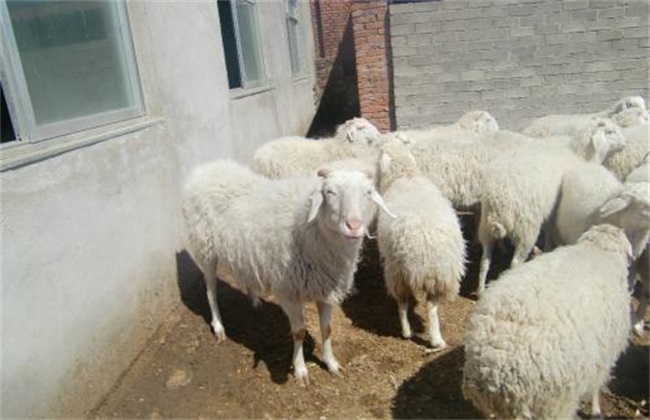如何挑选种羊 种羊挑选 种羊