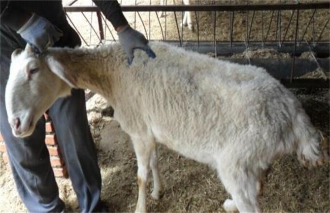 怀孕母羊 驱虫方法 孕羊驱虫