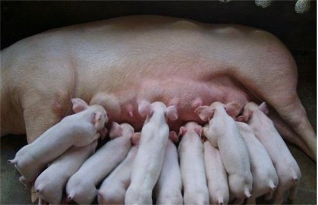 如何预防 母猪 夏季流产
