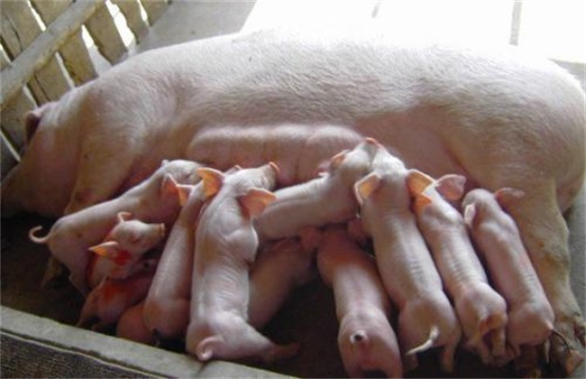 如何预防 母猪 夏季流产