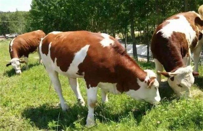 夏季养牛 养牛注意事项 养牛
