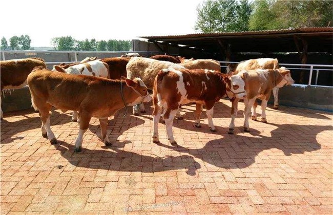 夏季养牛 养牛注意事项 养牛