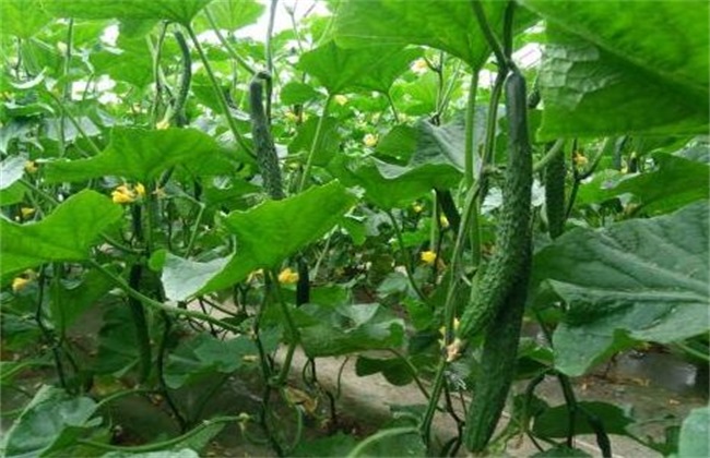 黄瓜种植对温度如何管理