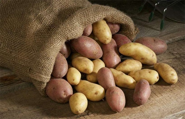 土豆贮藏 土豆贮藏技术 土豆