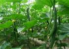 黄瓜种植对温度如何管理