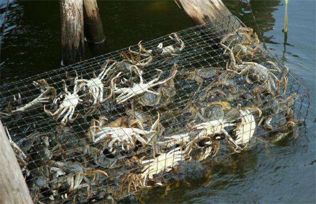 河蟹养殖误区 河蟹 养殖误区