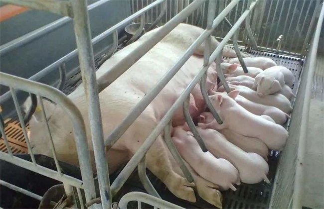 母猪产后热 产后热 治疗方法