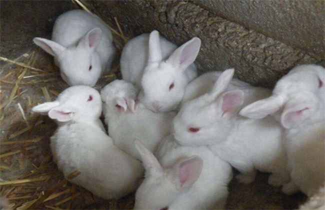 獭兔养殖 四季管理 獭兔管理