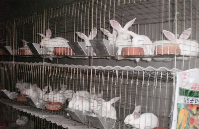 獭兔养殖 四季管理 獭兔管理