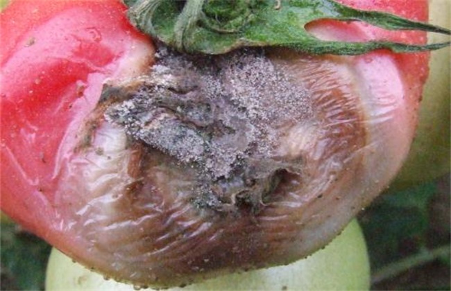 番茄灰霉病 防治方法 症状
