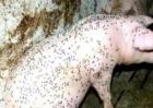夏季养猪场蚊蝇防治方法
