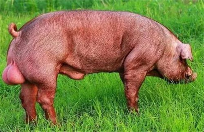 夏季如何保证种猪的配种成功率