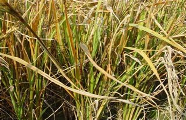 水稻黄叶原因及防治方法