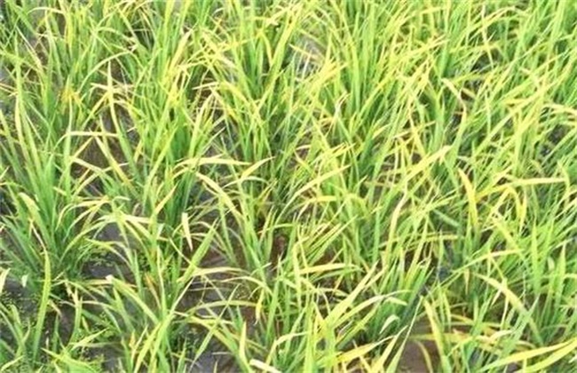 水稻缺肥症状图片图片