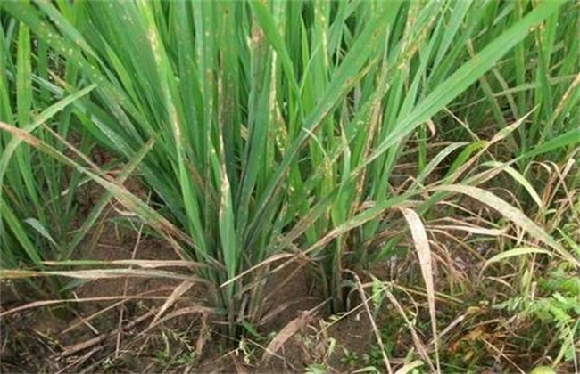 水稻黄叶原因及防治方法