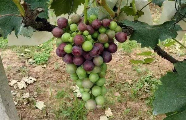 影响葡萄 上色因素 葡萄上色