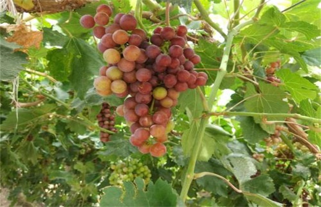 影响葡萄 上色因素 葡萄上色