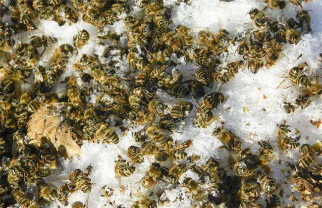 蜜蜂爬蜂是什么原因造成的