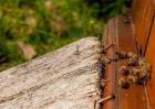 蜜蜂爬蜂是什么原因造成的