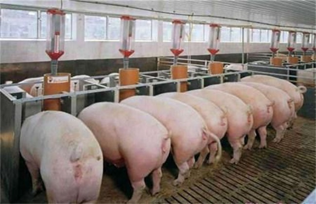 育肥猪快速增重方法
