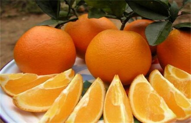 橙子的功效与作用禁忌