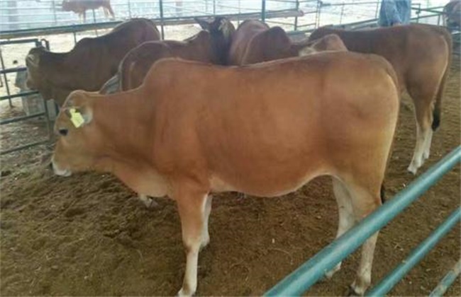 夏季牛采食量减少该怎么解决