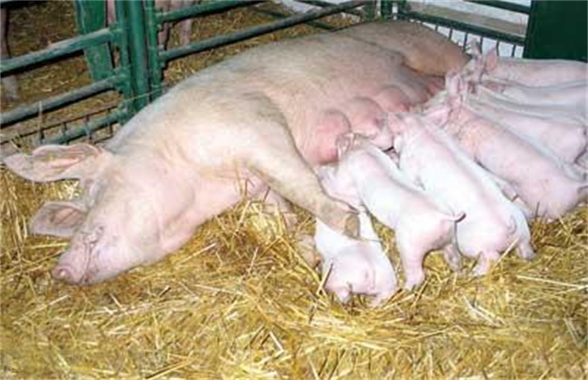 影响母猪产仔数量有哪些因素