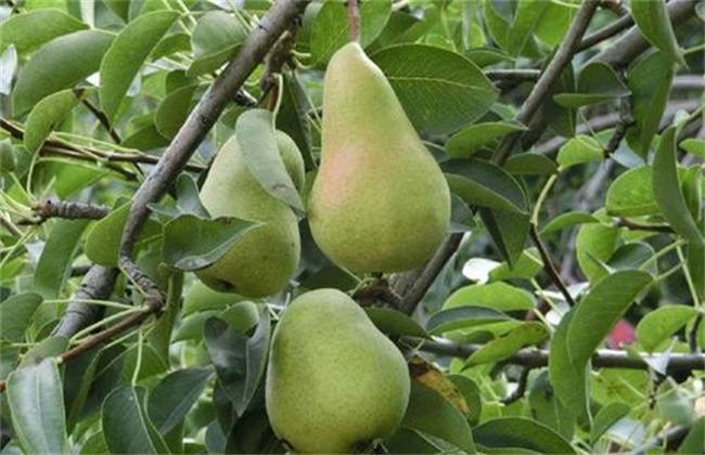西洋梨的种植技术