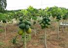 木瓜种植技术及亩产