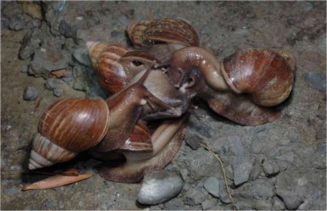非洲大蜗牛 防治方法