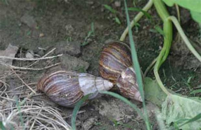 非洲大蜗牛 防治方法