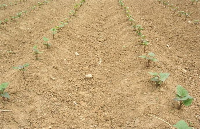 紫薯对生长环境的要求