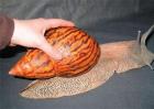 非洲大蜗牛防治方法