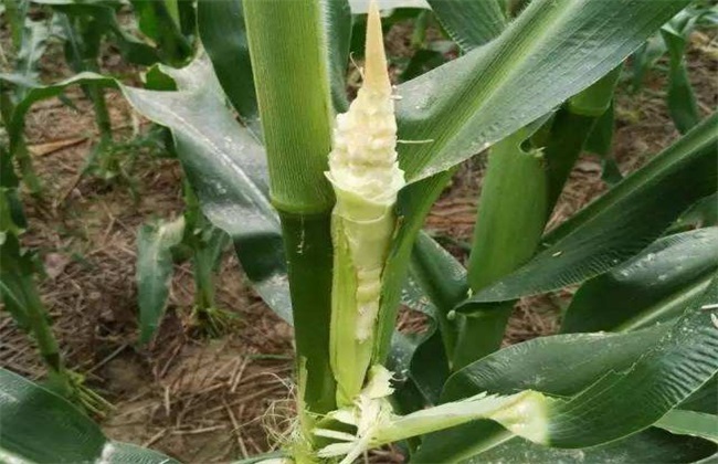 玉米苞叶短 原因 预防措施